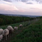 Schafherde mit Lämmern auf einer grünen Weide vor der Kulisse von Sindelfingen in der Abenddämmerung – aus der Perspektive eines Schäfers.