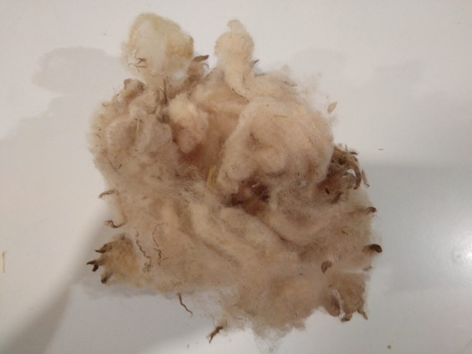 Natürliche Schafwolle für den Garten Direkt vom Schaf (330 g) Worksheep