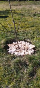 Schafwolle hier im Einsatz als Mulchmaterial bei einer Baumneupflanzung