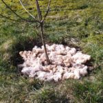 Auf der Erdoberfläche eines frisch gepflanzten Baumes eignet sich Schafwolle auch zum Mulchen