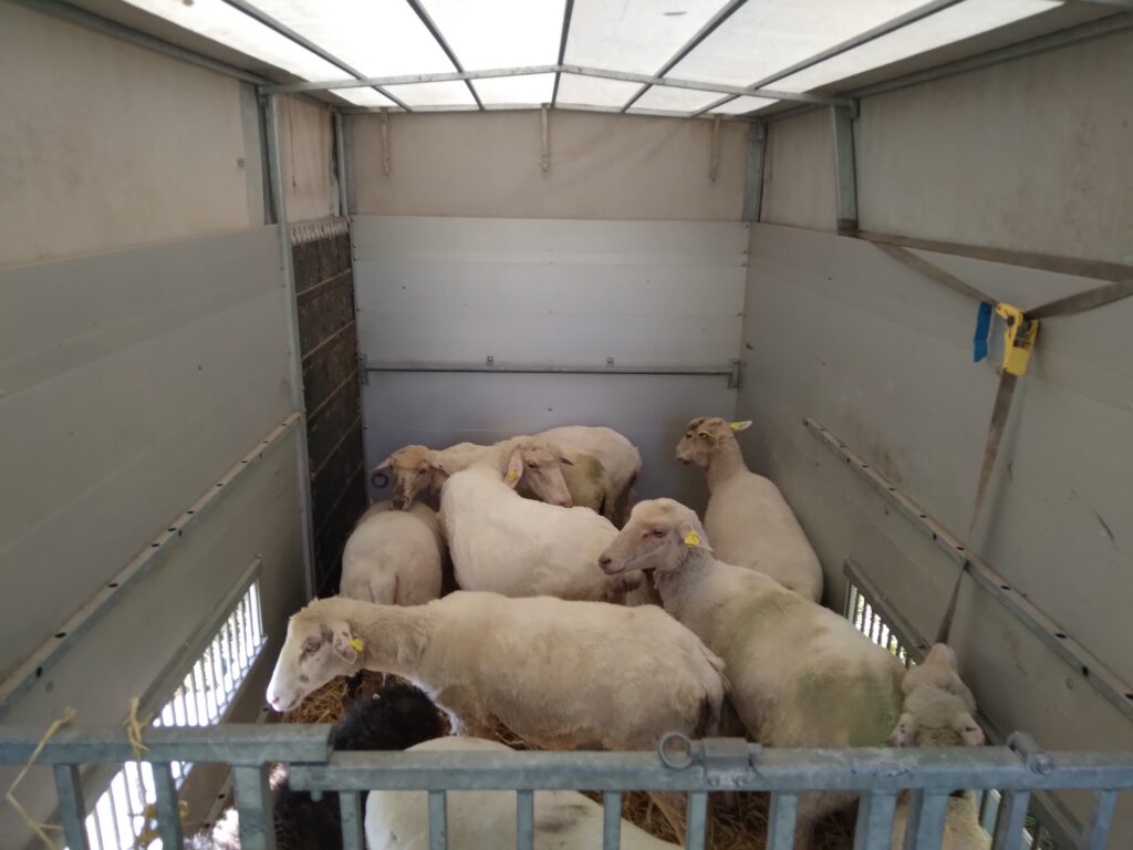 Das Bild zeigt die Tiere auf dem Weg zu Ihrem neuen Zuhause.