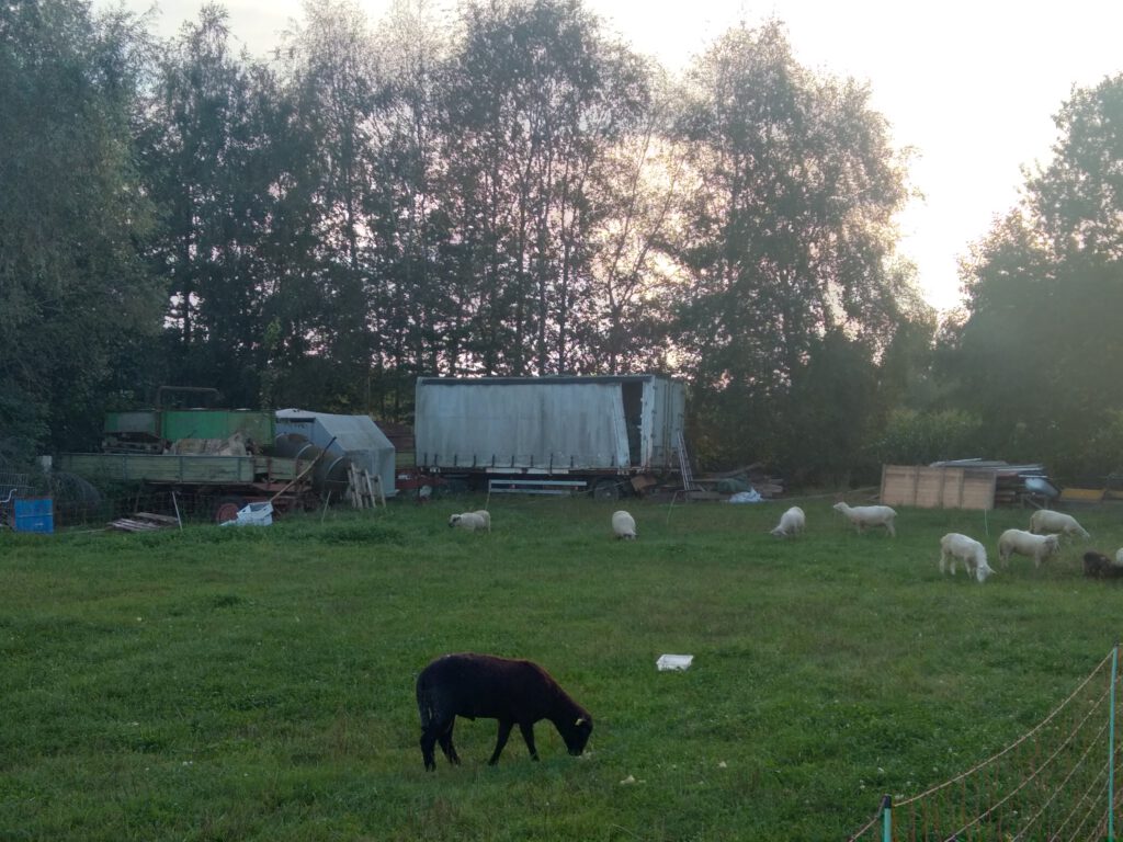 Auf dem Bild ist das neue Zuhause, die neue Weide der Tiere zu sehen.