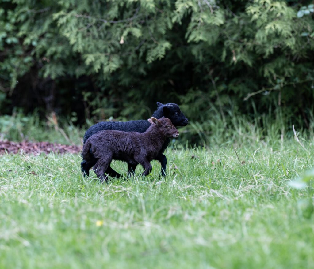 Ein weiteres Lamm ist geboren.