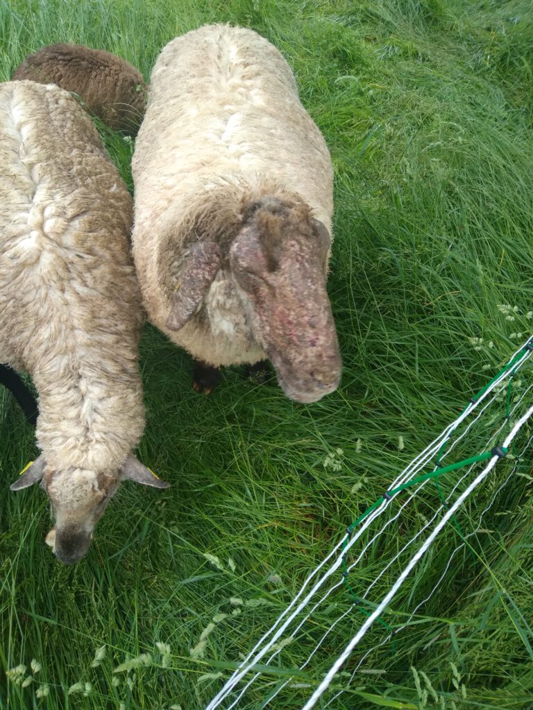Schaf mit stark ausgeprägter Sommerdermatitis im Gesicht und an den Ohren, stehend auf einer grünen Sommerweide.