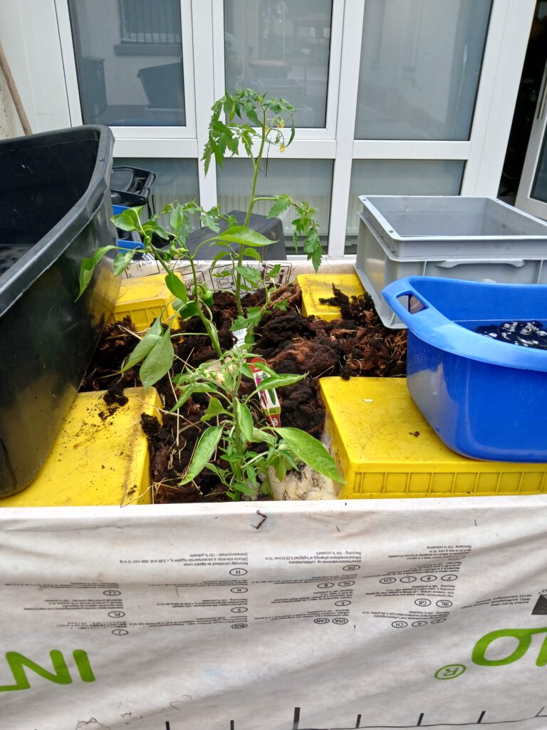 Der Start eines nachhaltigen Urban-Gardening-Projekts in Sindelfingen, mit ersten gesetzten Pflanzen und Hochbeet-Aufbau