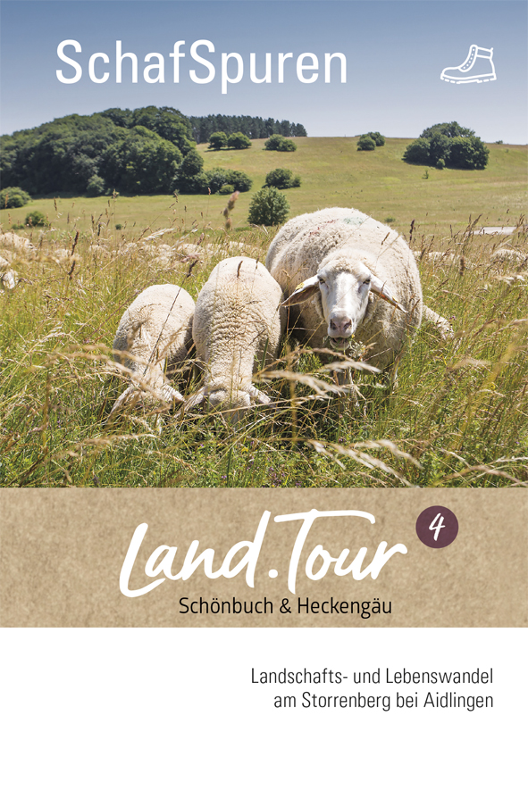 Drei Schafe auf einer Weide im Heckengäu – Teil der SchafSpuren Land.Tour am Storenberg bei Aidlingen