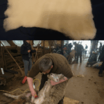 Zweiteiliges Bild: Oben kardierte, helle Schafwolle als Vlies auf dunklem Untergrund; unten eine Szene aus der Schur mit einem ruhig gehaltenen Schaf auf einem Holzbrett in einer offenen Stallumgebung