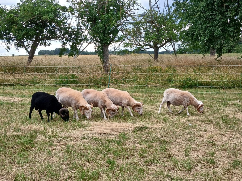 5 Skudden grasen gemeinsam auf der Weide in Magstadt