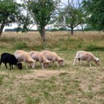 5 Skudden grasen gemeinsam auf der Weide in Magstadt