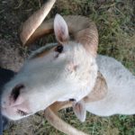 Ein neugieriger Schafbock mit gebogenen Hörnern blickt direkt in die Kamera – Symbol für den Neuanfang in der Schafhaltung.