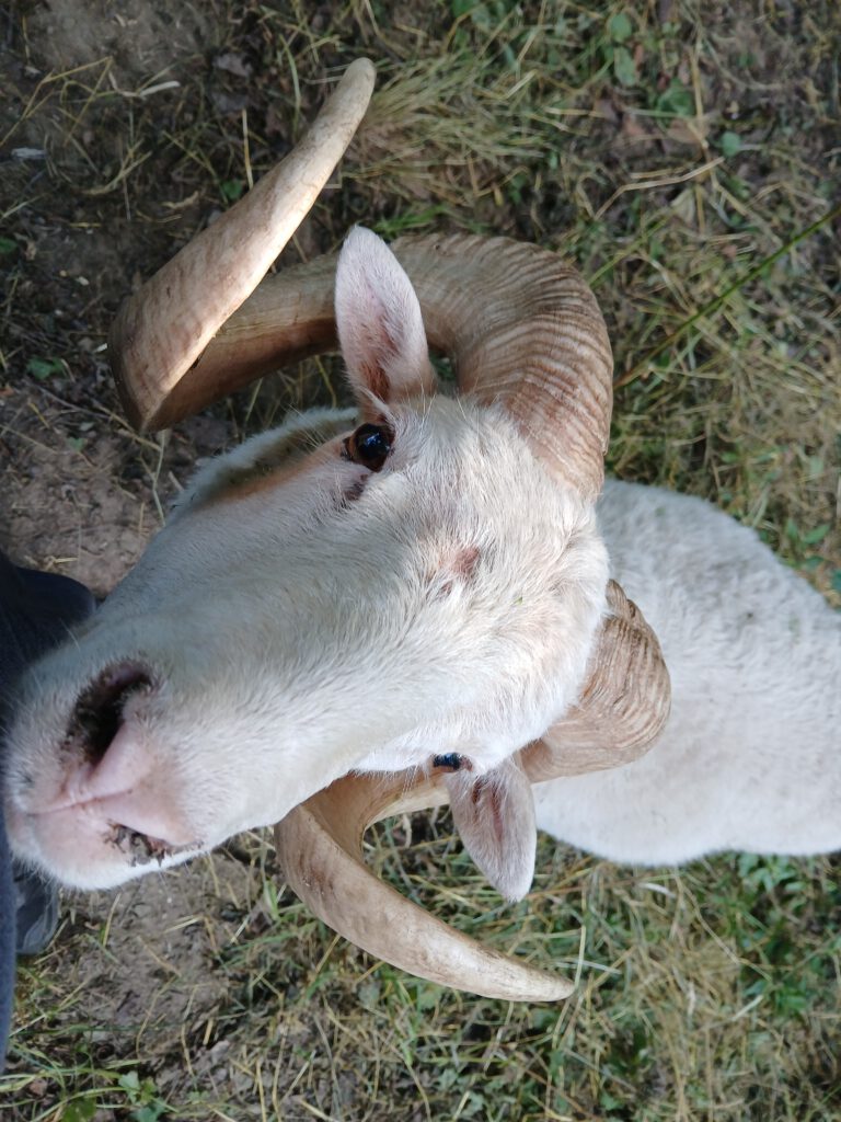 Ein neugieriger Schafbock mit gebogenen Hörnern blickt direkt in die Kamera – Symbol für den Neuanfang in der Schafhaltung.