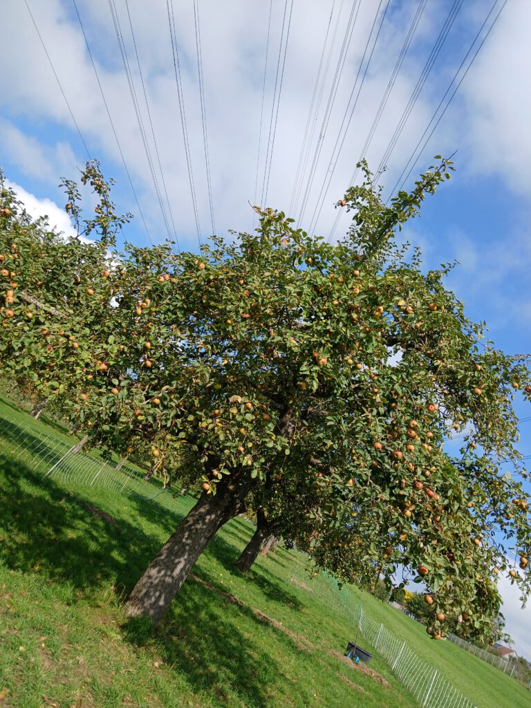 Apfelbaum auf der Schafweide in Darmsheim