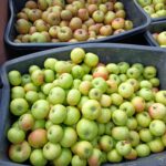 Kisten mit frisch geernteten Äpfeln von naturbelassenen Streuobstwiesen zur Herstellung des Worksheep-Apfelsafts.