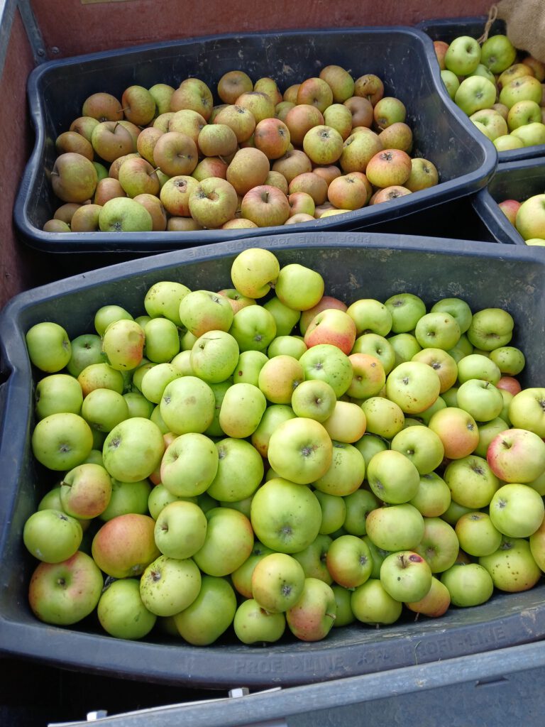 Kisten mit frisch geernteten Äpfeln von naturbelassenen Streuobstwiesen zur Herstellung des Worksheep-Apfelsafts.