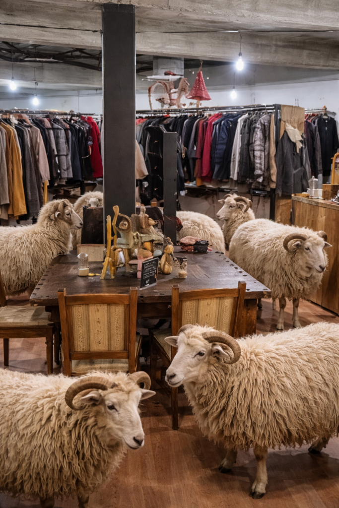 Skudden-Schafe stehen zwischen Kleiderständern im Morgenthalers in Sindelfingen – symbolisches Bild zur aktuellen Schaf-Diskussion