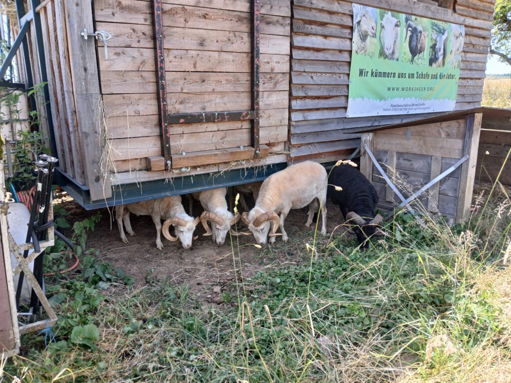 Skudden unter einem Mobilstall in Magstadt