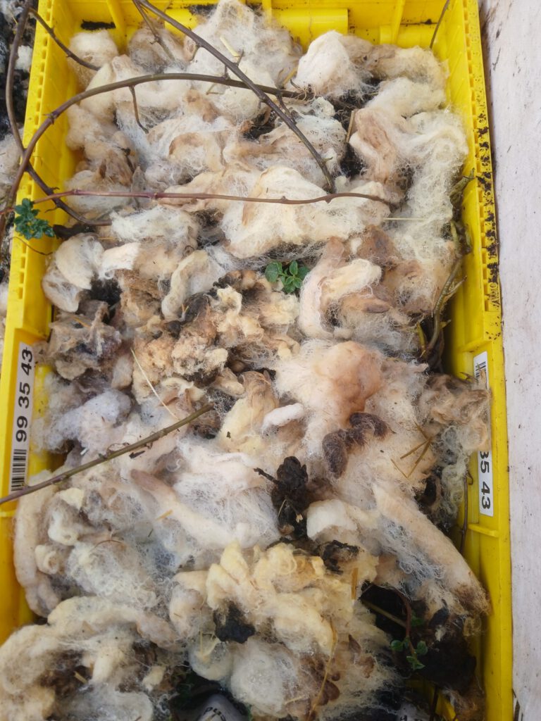 Kartoffelanbau mit Schafwolle als Mulch und Tongranulat für die Wurzeln