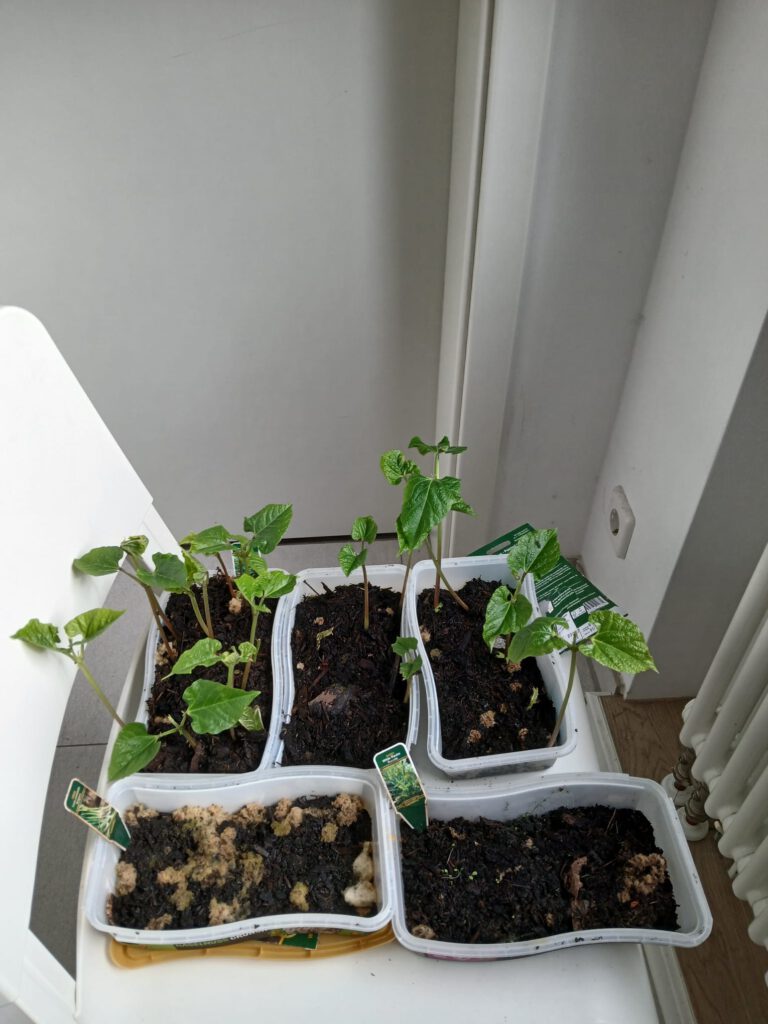 Es sind Anzuchtpflanzen von Ruccola, Prunkbohnen und Lauch mit Schafwolldünger zu sehen